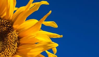 Un tournesol qui regarde le ciel en direction du soleil