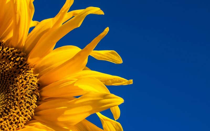 Un tournesol qui regarde le ciel en direction du soleil